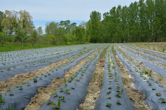 Sinop’taki taşkın çilek tarlalarına zarar verdi