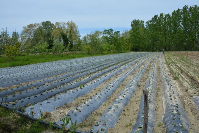 Sinop’taki taşkın çilek tarlalarına zarar verdi