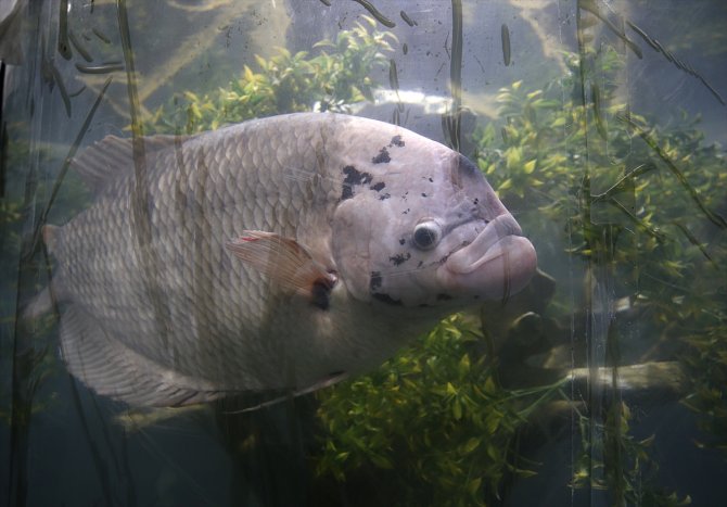 Tarihi vadilerin arasındaki 