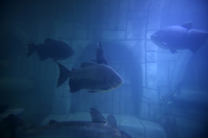 Tarihi vadilerin arasındaki 