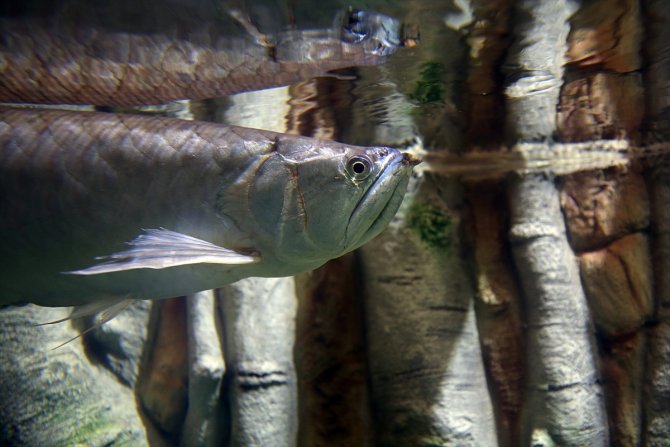 Tarihi vadilerin arasındaki 