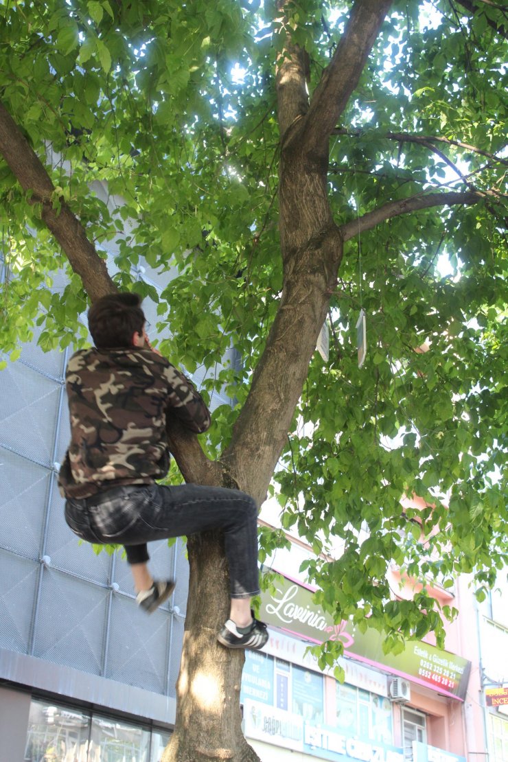 Çınar ağaçlarına asılan 5 bin kitap, dakikalar içinde toplandı