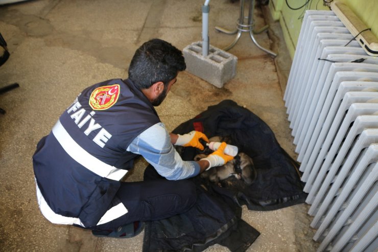 Çöp konteynerinde buldukları 6 yavru köpeği biberonla beslediler