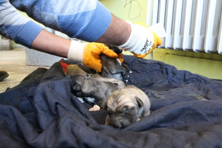 Çöp konteynerinde buldukları 6 yavru köpeği biberonla beslediler
