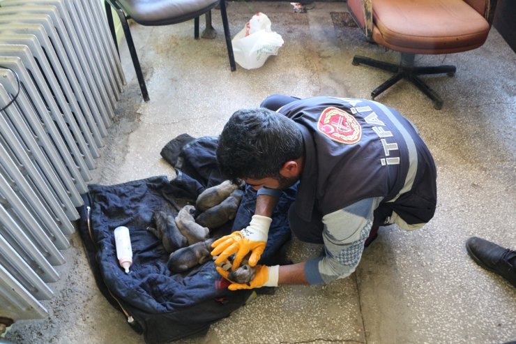Çöp konteynerinde buldukları 6 yavru köpeği biberonla beslediler