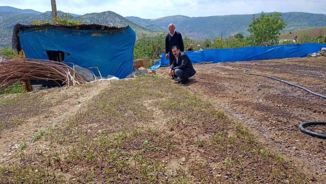 Dolu yağışı fideleri vurdu, ekipler hasar tespit çalışması yaptı