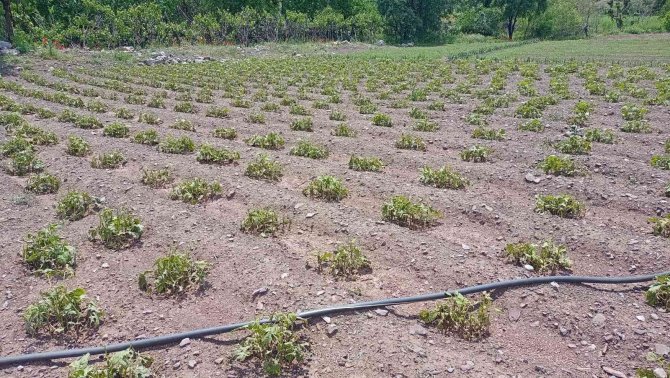 Dolu yağışı fideleri vurdu, ekipler hasar tespit çalışması yaptı