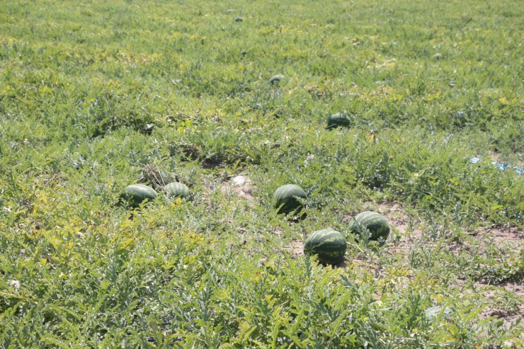 Ekim alanı azalan karpuzun hasadına sayılı günler kaldı