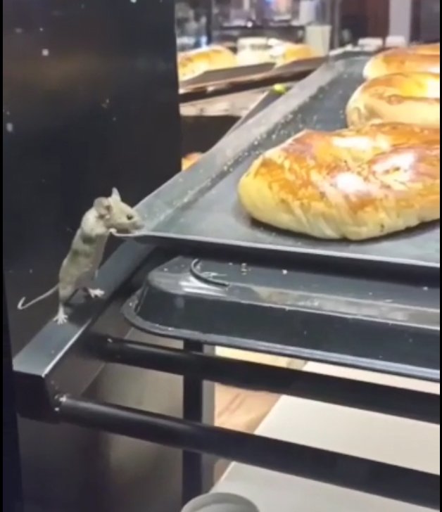 Farenin poğaçalar arasında gezdiği kafeye inceleme