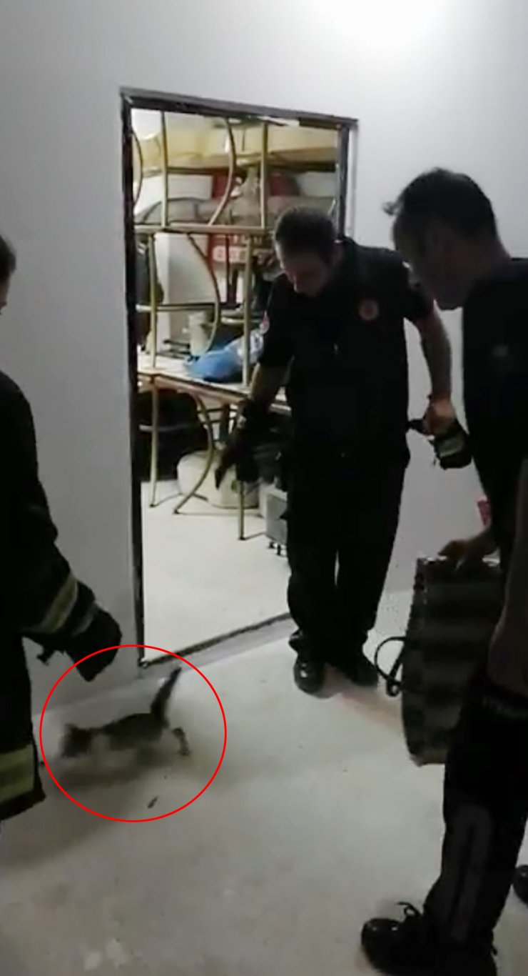 Su tankları arasında sıkışan kedi için seferber oldular