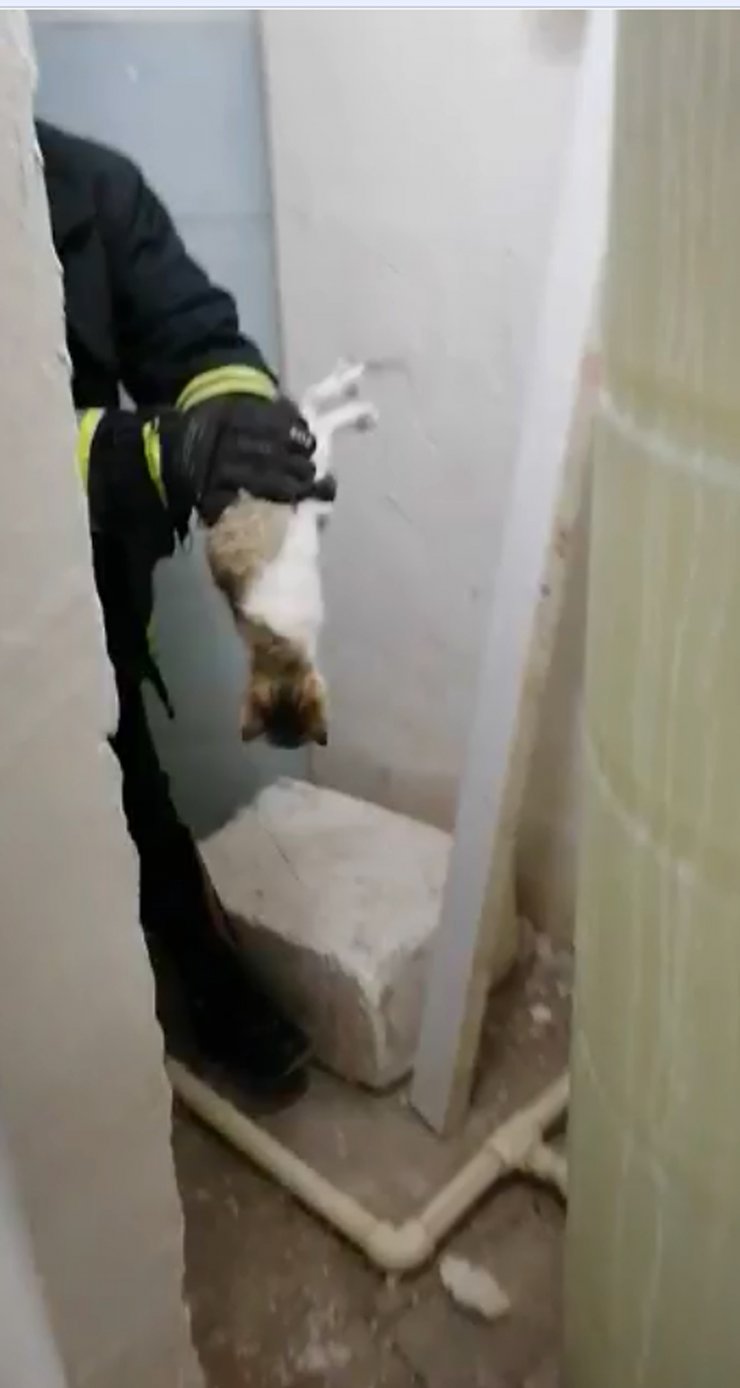 Su tankları arasında sıkışan kedi için seferber oldular