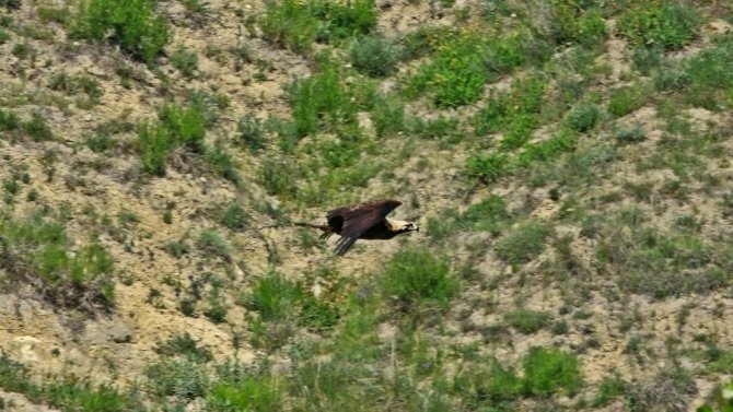 Türkiye’deki son şah kartallardan bir çifti gözlemlendi