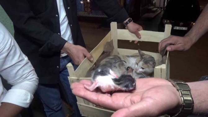 Yok böyle bir olay...Okey masasında doğum