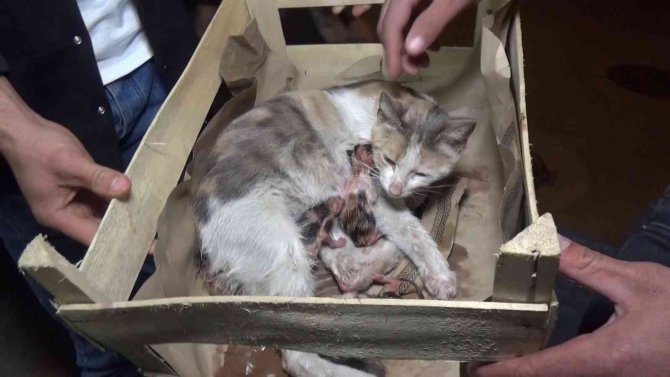 Yok böyle bir olay...Okey masasında doğum