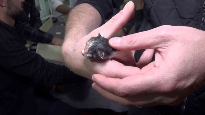 Yok böyle bir olay...Okey masasında doğum