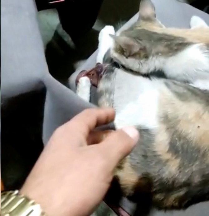 Yok böyle bir olay...Okey masasında doğum