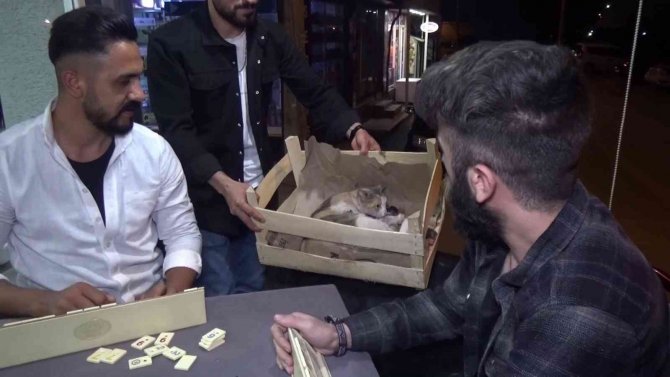 Yok böyle bir olay...Okey masasında doğum