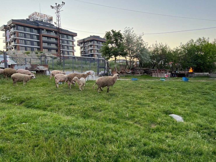Bunu da gördük! Koyunlara sokak köpekleri saldırdı; 3'ü öldü