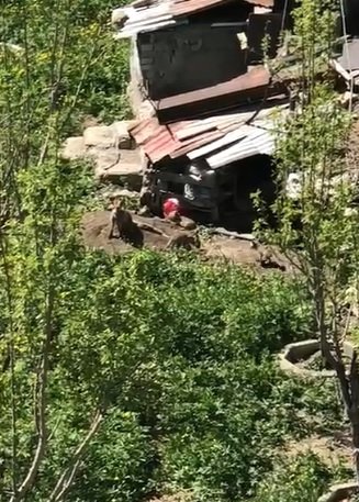 Odunluklarına giren tilkinin 5 yavrusu oldu