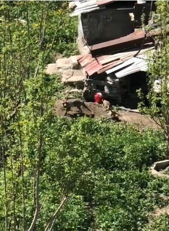 Odunluklarına giren tilkinin 5 yavrusu oldu