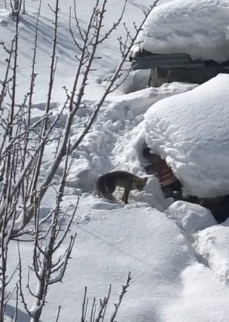 Odunluklarına giren tilkinin 5 yavrusu oldu