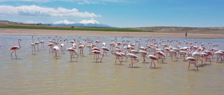 Tuz Gölü'ne göç eden flamingoların renkli yolculuğu