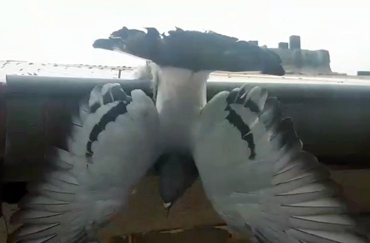 Iğdır'da ayağına ip dolanan güvercin kurtarıldı