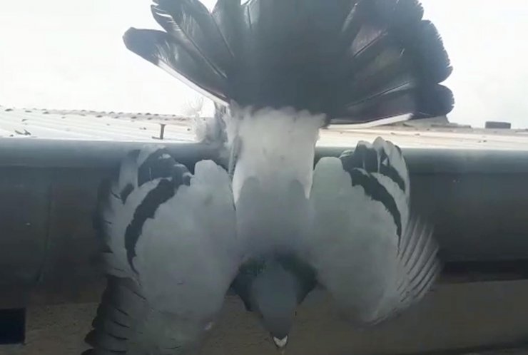 Iğdır'da ayağına ip dolanan güvercin kurtarıldı