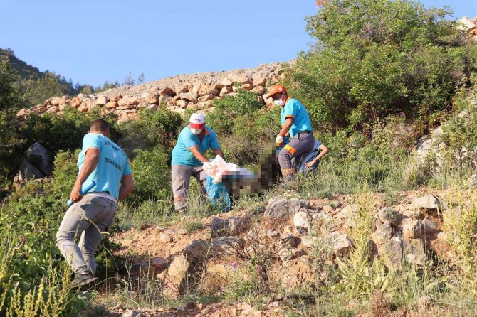 İki sokak köpeği ölü bulundu