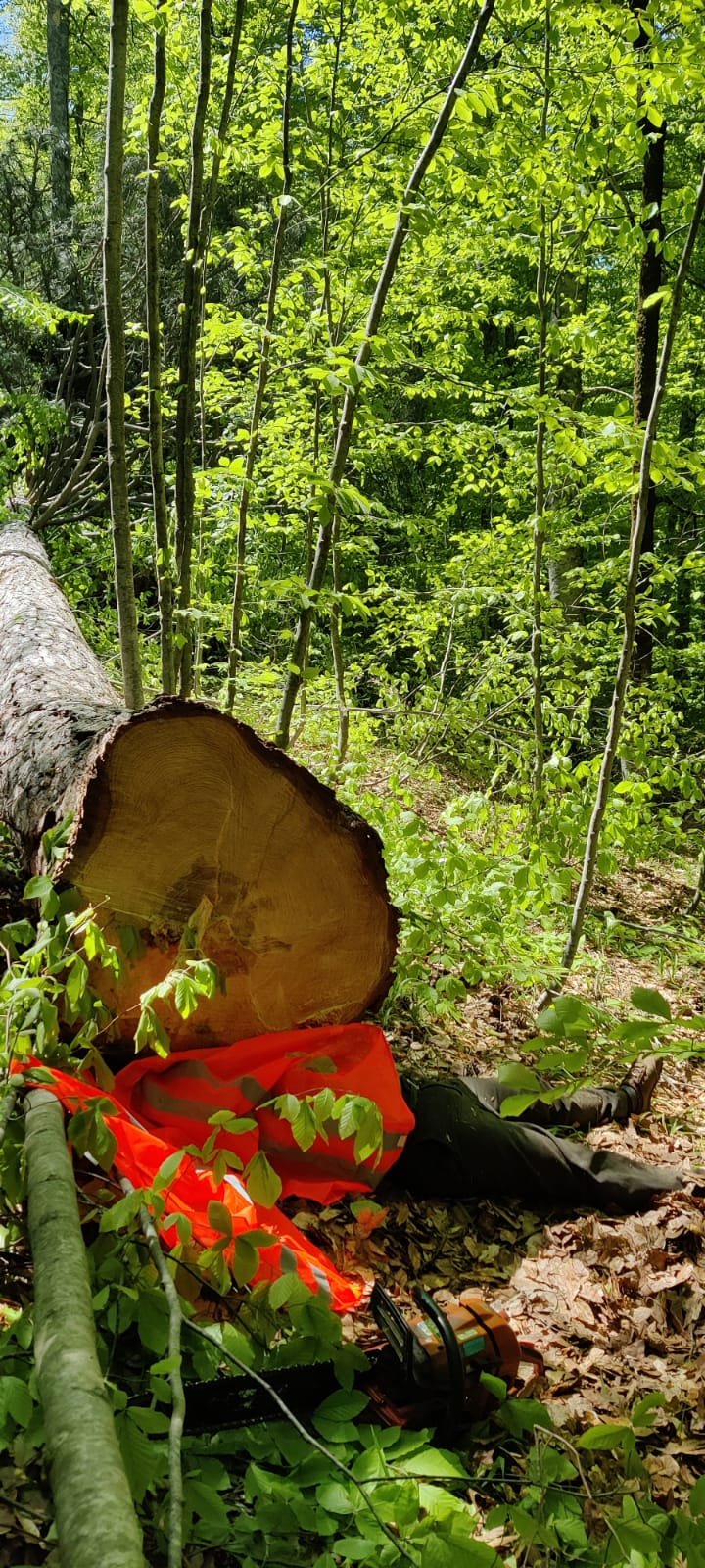 Kestiği ağacın altında kalıp, öldü