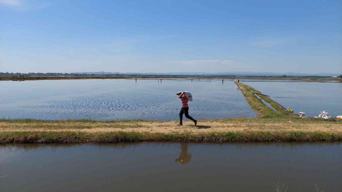 Türkiye’nin çeltik ambarında ekim zamanı