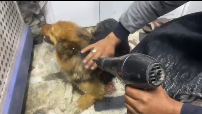 Yağmurda ıslanan sokak köpeğini fön makinesiyle kuruladı
