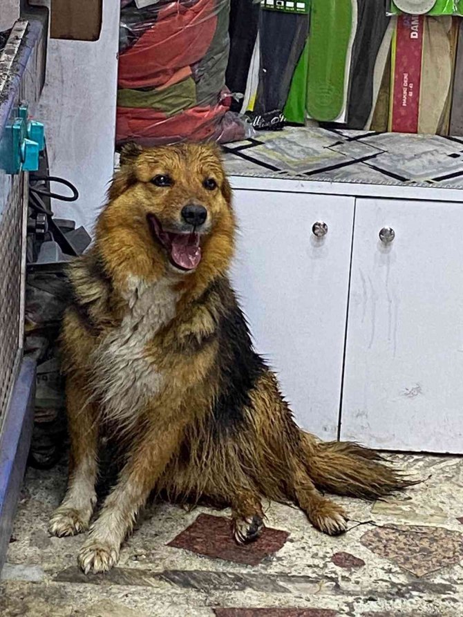 Yağmurda ıslanan sokak köpeğini fön makinesiyle kuruladı