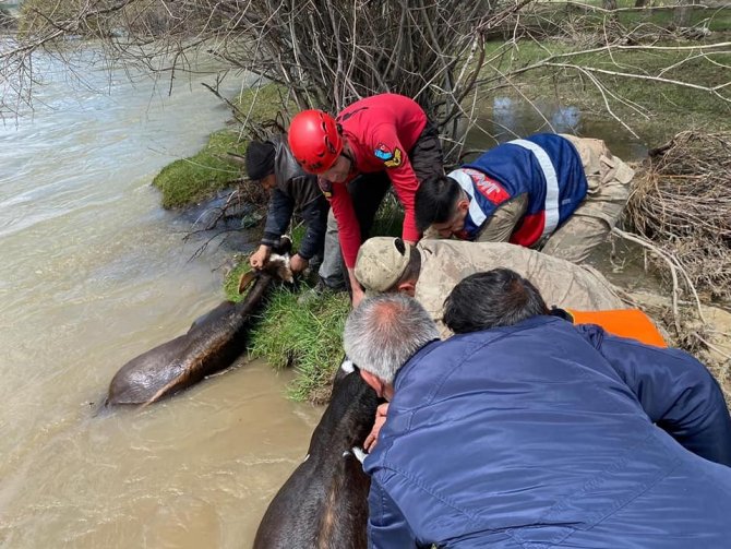 Adacıkta mahsur kalan 16 büyükbaş hayvan kurtarıldı