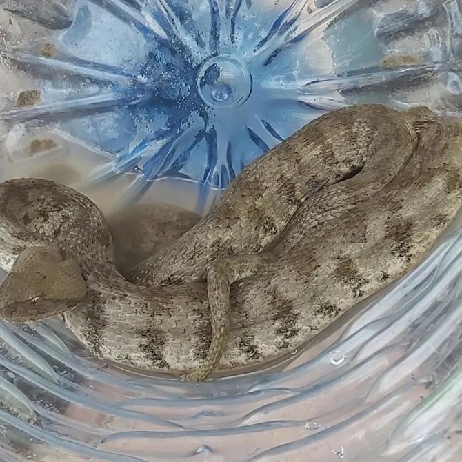 Bahçesinden engerek yılanı çıktı