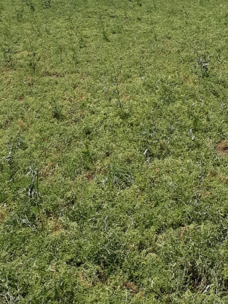 Batman'da sağanak ve dolu, ekili alanları vurdu