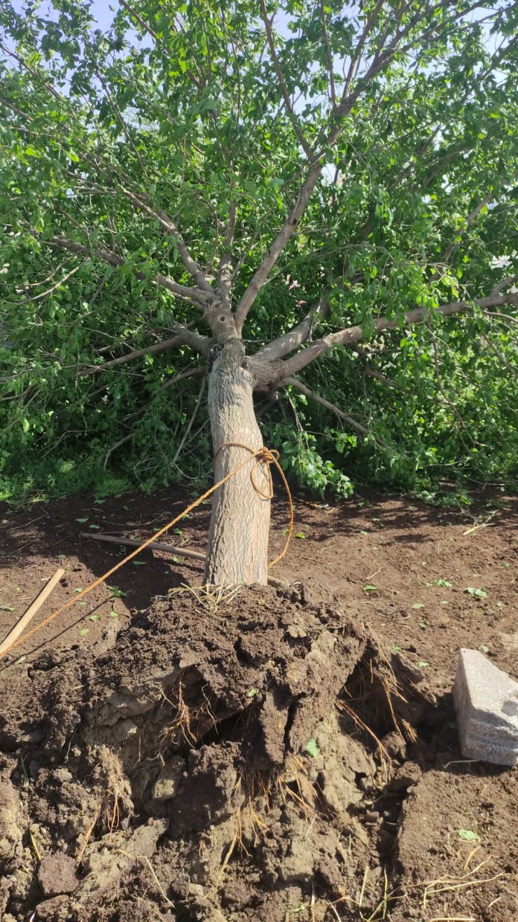 Batman'da sağanak ve dolu, ekili alanları vurdu