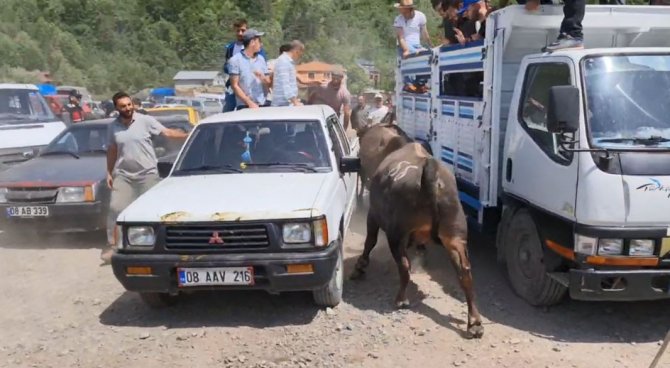 Boğalar arenaya sığmadı, park halindeki bazı araçlar zarar gördü