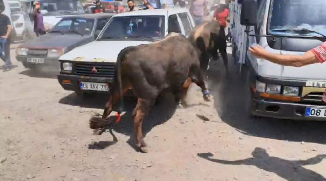 Boğalar arenaya sığmadı, park halindeki bazı araçlar zarar gördü