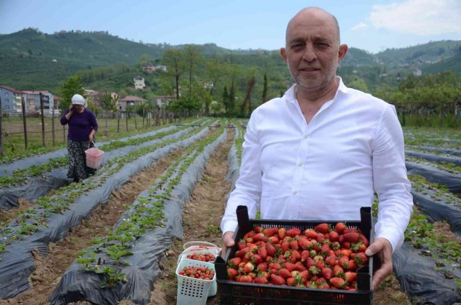 Çilek hasadı başladı