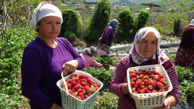 Çilek hasadı başladı