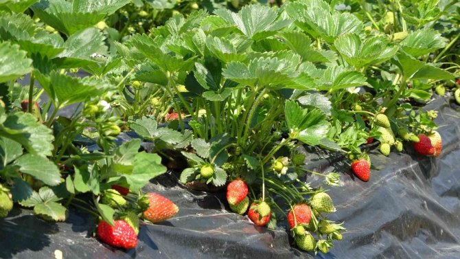 Çilek hasadı başladı