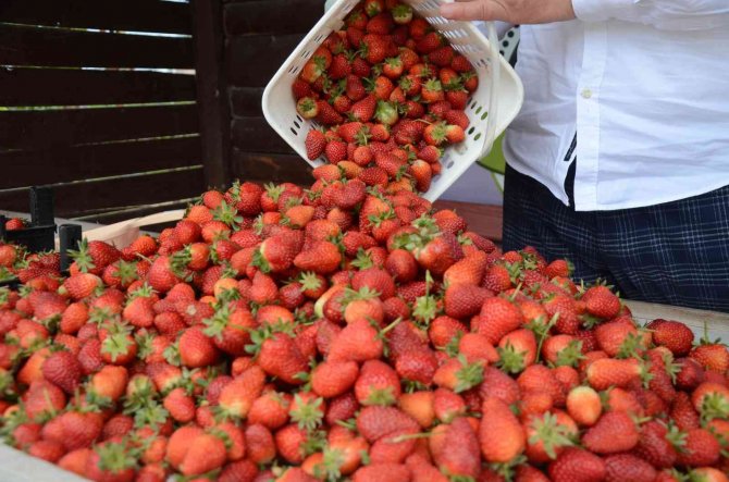 Çilek hasadı başladı