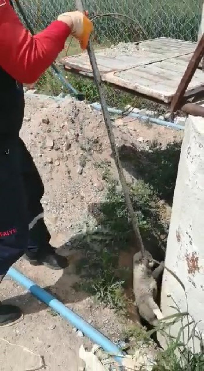 Düştüğü çukurda sıkışan yavru köpeği itfaiye ekipleri kurtardı