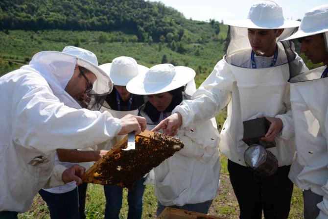 Ekosistemin geleceği arıların kanatlarında