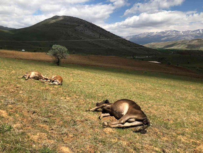 Elektrik direği devrildi, akıma kapılan 3 inek telef oldu