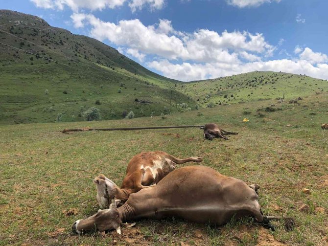 Elektrik direği devrildi, akıma kapılan 3 inek telef oldu