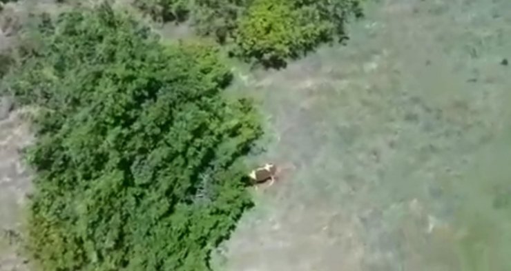 Jandarma, kayıp düveyi dronla buldu
