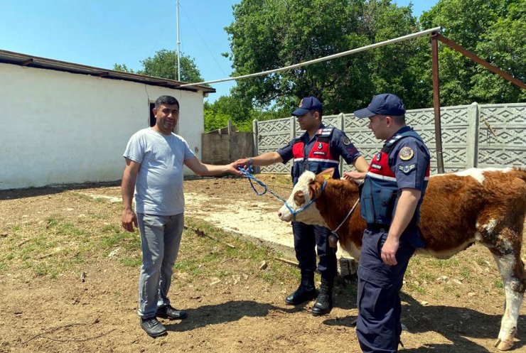 Jandarma, kayıp düveyi dronla buldu