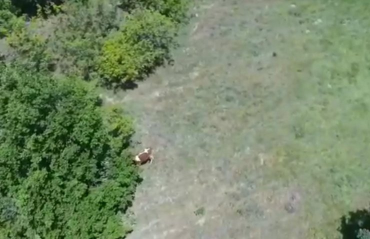 Jandarma, kayıp düveyi dronla buldu